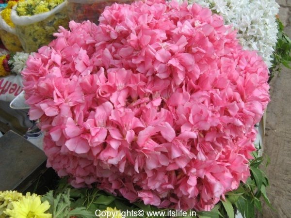 Pushpam (Flowers or Garland)