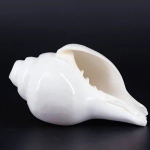 Conch Shell (Shankh)